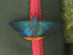 Apyrrothrix hygieia