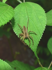 Dolomedes sulfureus