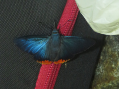 Apyrrothrix hygieia
