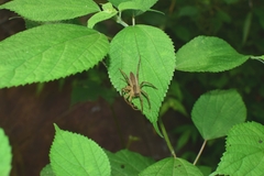 Dolomedes sulfureus