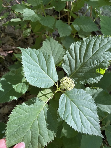 Hydrangea arborescens