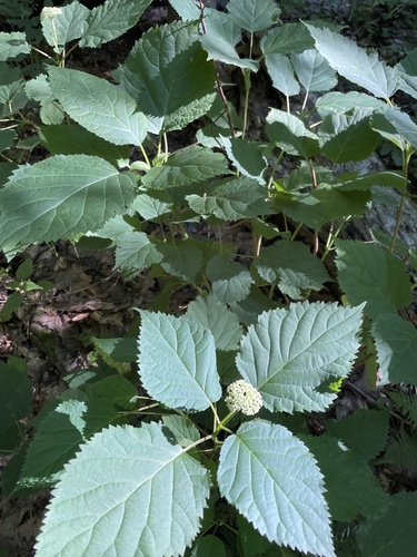 Hydrangea arborescens