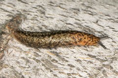 Philomycus