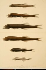 Hidden Bristlemouth photo 1