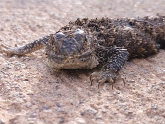 Sceloporus magister