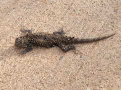 Sceloporus magister