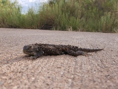 Sceloporus magister