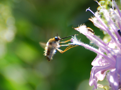 Sparnopolius confusus