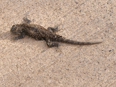 Sceloporus magister