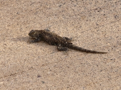 Sceloporus magister
