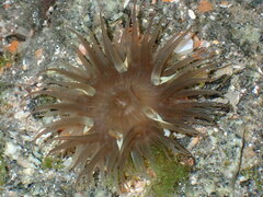 Bunodosoma cavernatum