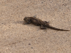 Sceloporus magister