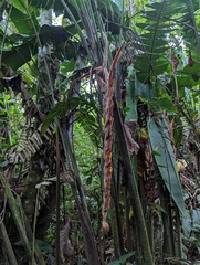 Heliconia vellerigera