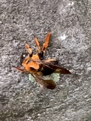 Xylocopa ruficeps