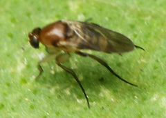 Metopininae