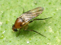 Metopininae