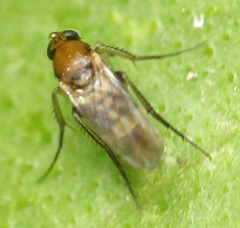 Metopininae