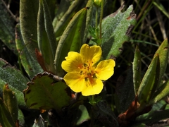 Potentilla matsumurae