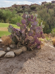 Opuntia