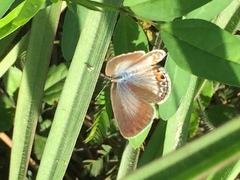 Luthrodes pandava