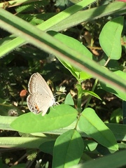 Luthrodes pandava