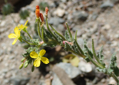 Camissoniopsis intermedia