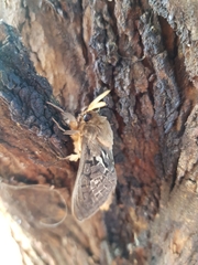 Oxycanus antipoda