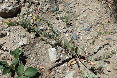 Camissoniopsis intermedia