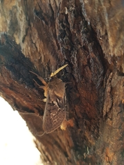 Oxycanus antipoda