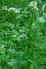 Nasturtium microphyllum