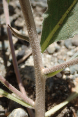 Camissoniopsis intermedia