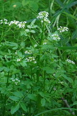 Nasturtium microphyllum