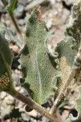 Camissoniopsis intermedia