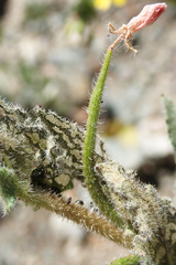 Camissoniopsis intermedia