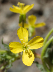 Camissoniopsis intermedia