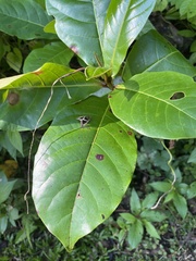 Chalciope mygdon