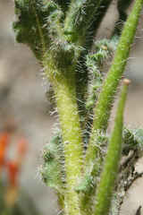 Camissoniopsis intermedia