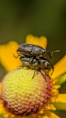 Odontocorynus umbellae