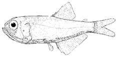 Bighead Portholefish photo 1