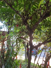 Phaleria macrocarpa