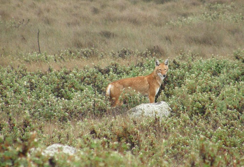 Canis simensis