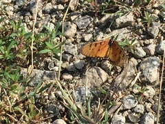 Acraea terpsicore