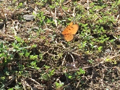 Acraea terpsicore