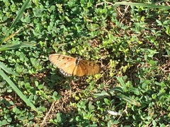 Acraea terpsicore