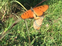 Acraea terpsicore
