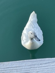 Anas platyrhynchos domesticus