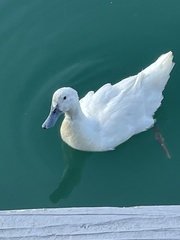 Anas platyrhynchos domesticus