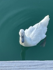 Anas platyrhynchos domesticus