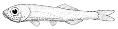 Oceanic Lightfish photo 3