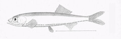 Oceanic Lightfish photo 4